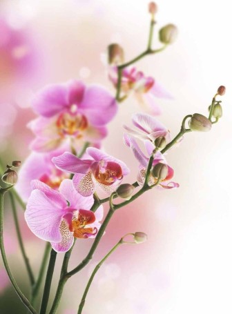 Картинки с днем рождения цветы орхидеи