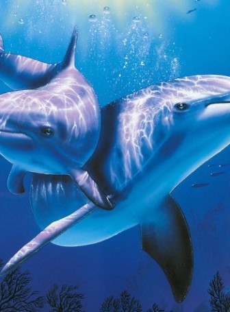 Дельфин картинки