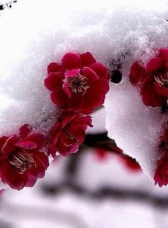 Цветы под снегом заставка