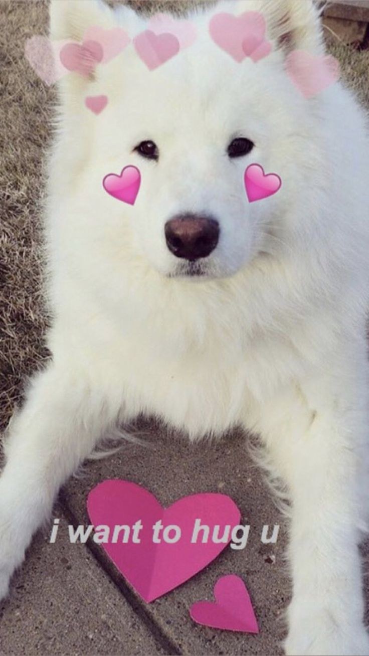 Собачка с сердечком