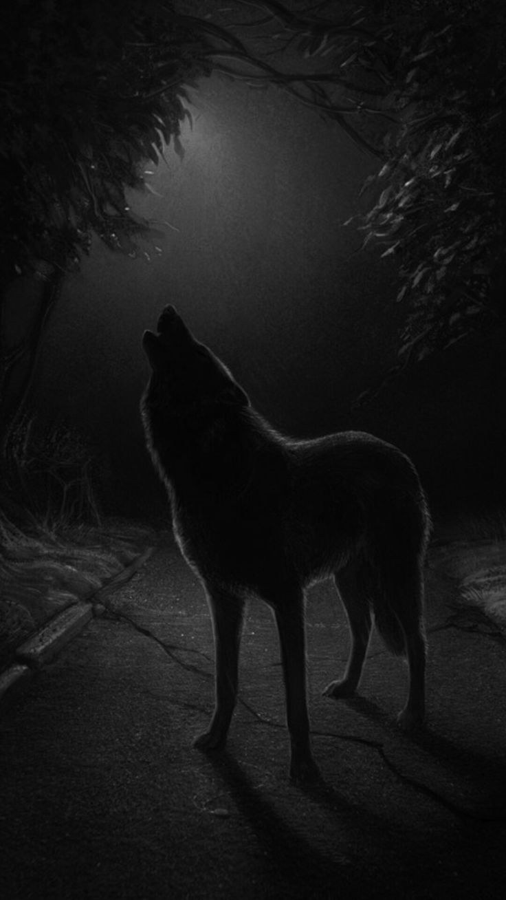 Обои на телефон волк