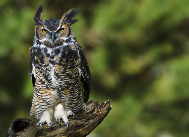 Коромандельский Филин