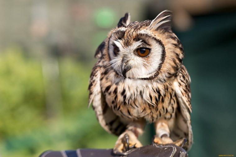 Карликовая Сова