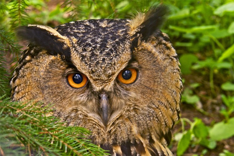 Филин обыкновенный (Bubo Bubo)