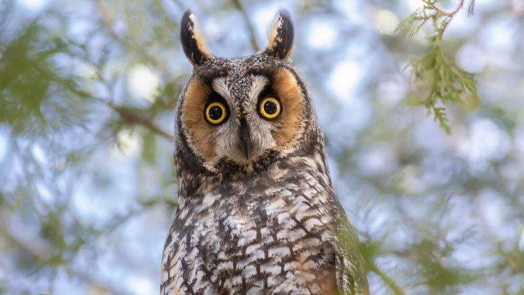 Западная малая ушастая Сова