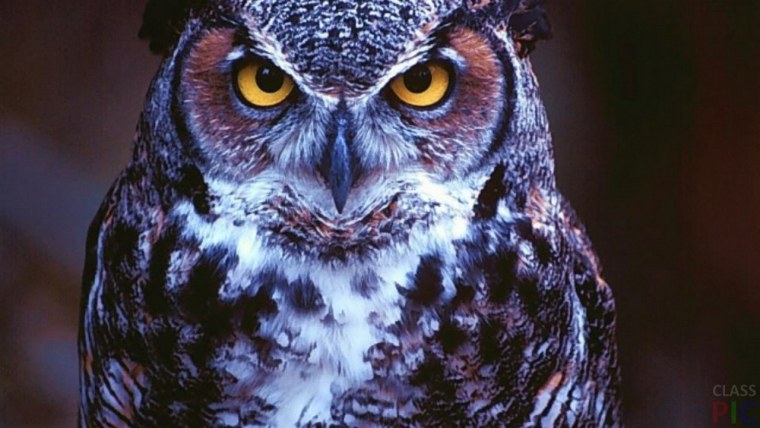 Грозный Филин