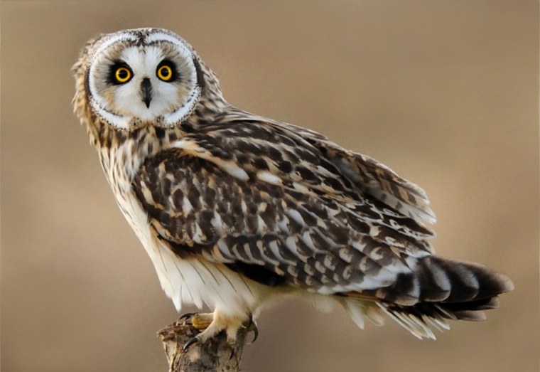 Ареал Болотной Совы