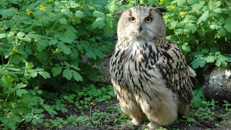 Филин обыкновенный (Bubo Bubo)