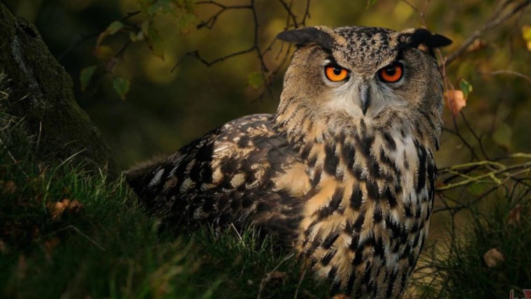 Филин и Сова