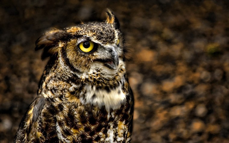 Абиссинская ушастая Сова