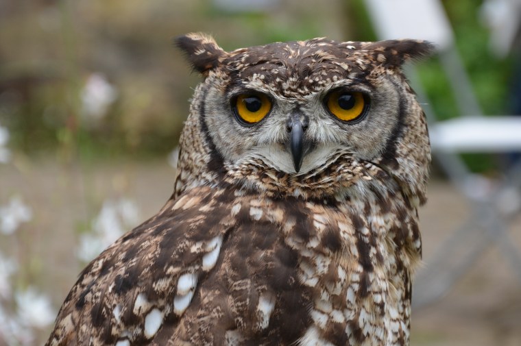 Соломонская ушастая Сова