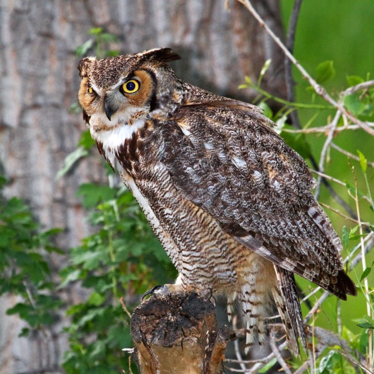 Совообразные ушастая Сова