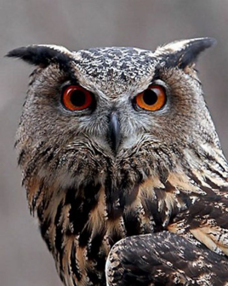 Филин Висимский заповедник