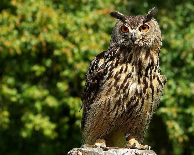 Филин и Сова