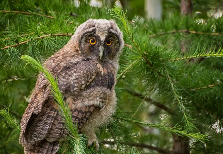 Совенок Болотной Совы