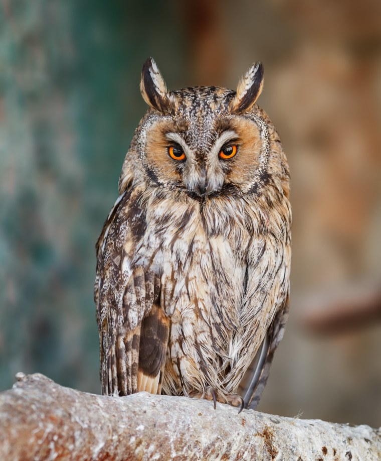 Виргинский субарктический Филин