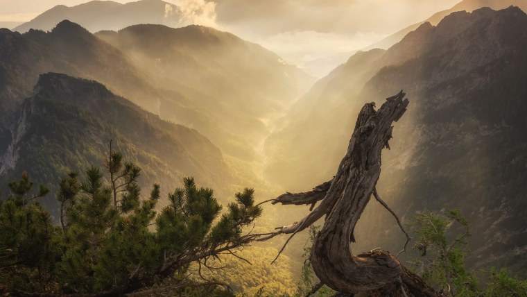 Дерево на фоне гор