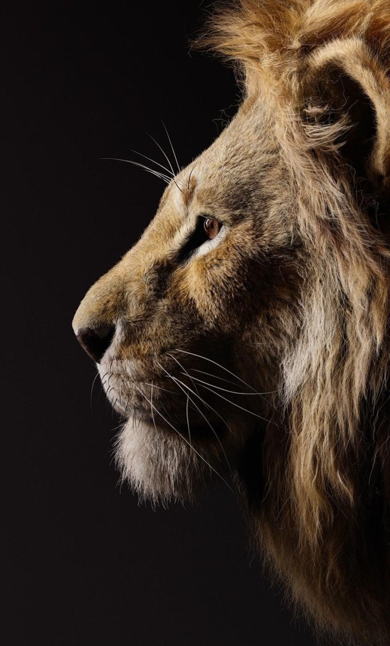 Simba 2019