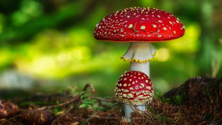 Мухомор красный
