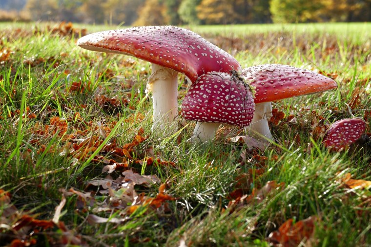 Мухомор желтоножковый