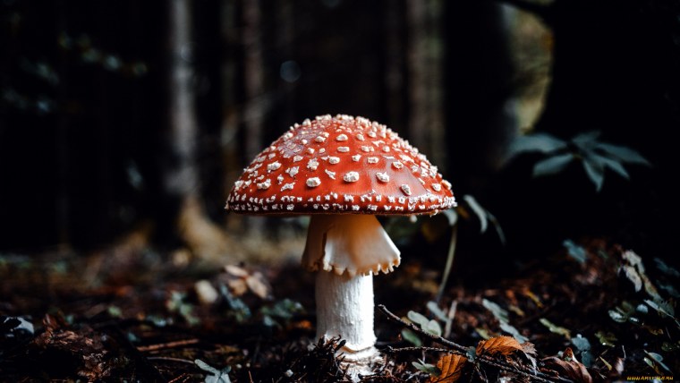 Мухоморчики Эстетика