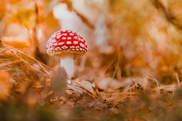 Мухомор царство грибов