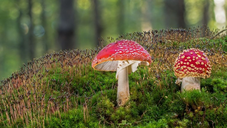 Мухомор в лесу