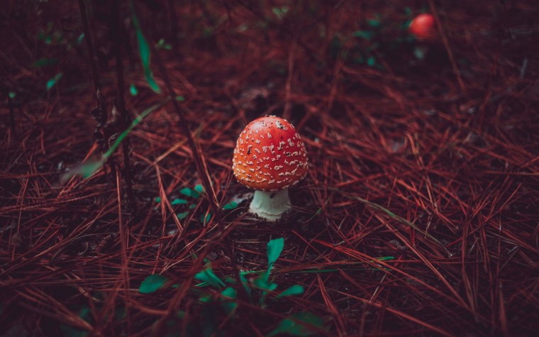 Грибы Эстетика