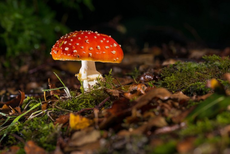 Красивые картинки грибов