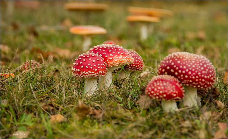 Осенний мухомор