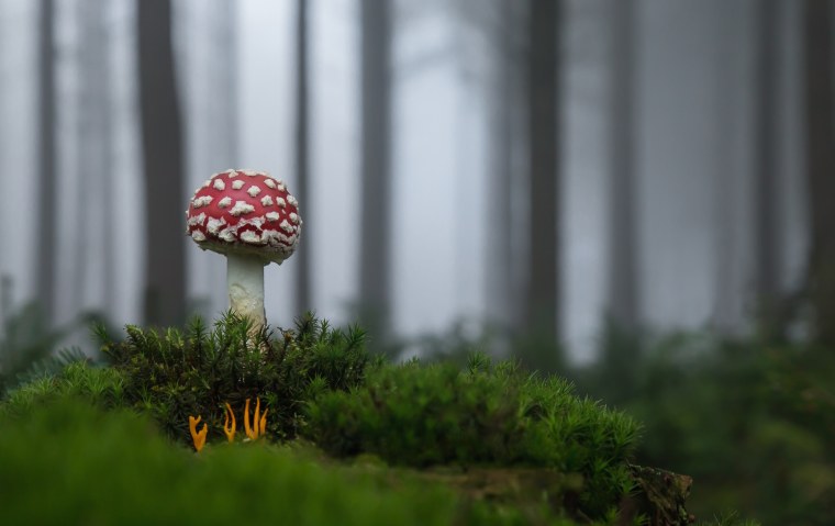 Мухомор в лесу