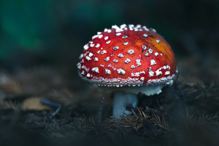 Грибница мухомора