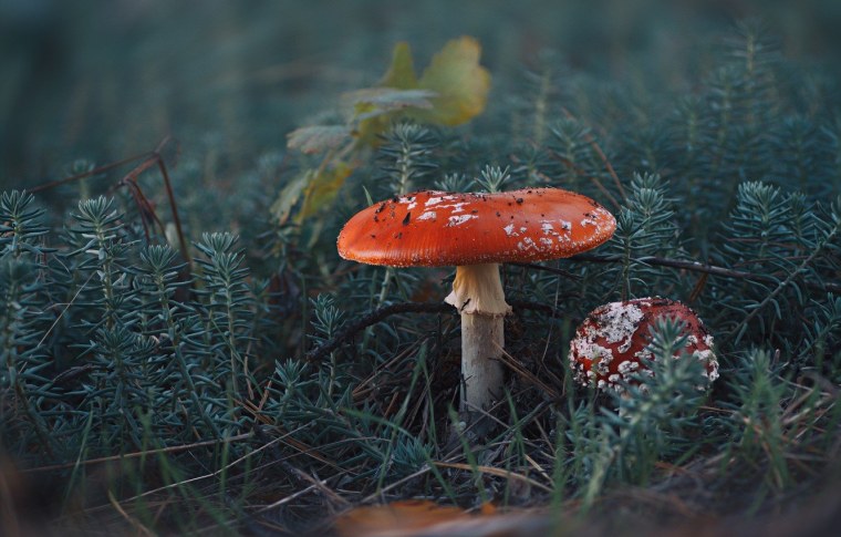 Грибы в лесу