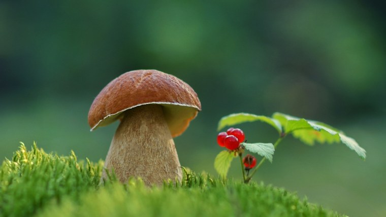 Грибы в траве