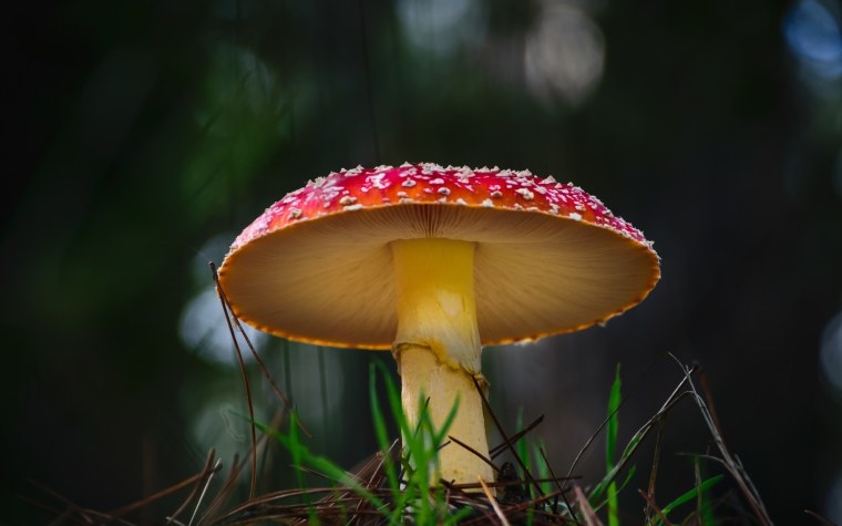 Обои с мухоморами