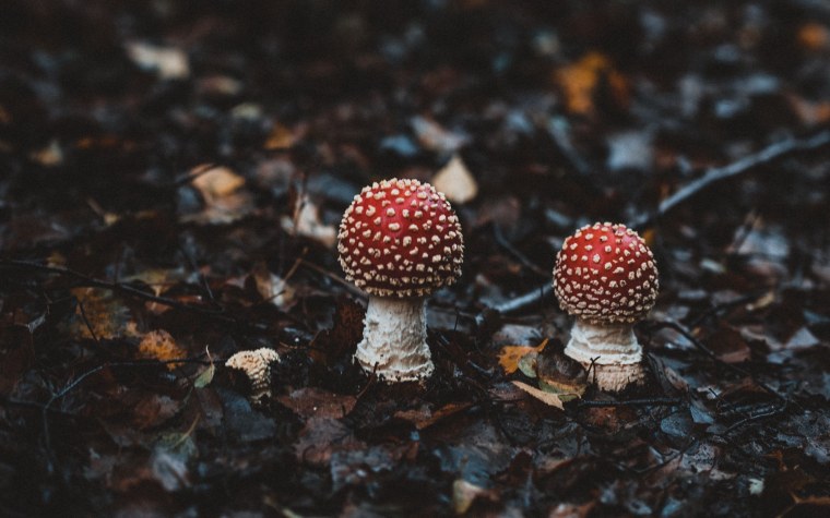 Заставка на рабочий стол осень грибы