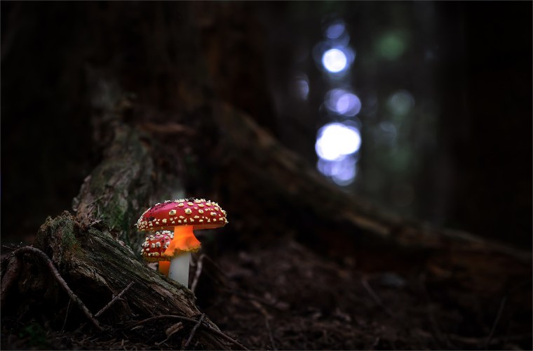 Ночные грибы