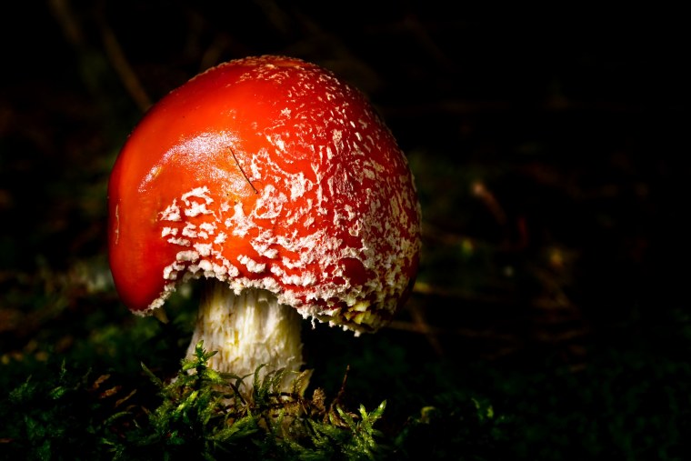 Мухомор арт