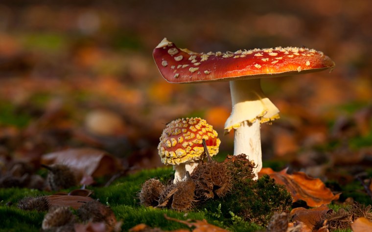 Картинки на рабочий стол осень грибы