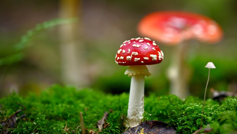 Фон грибы мухоморы