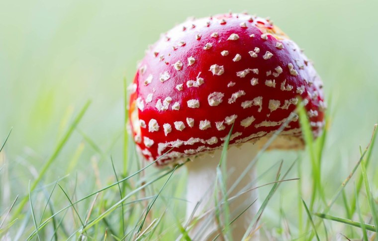 Мухомор фон