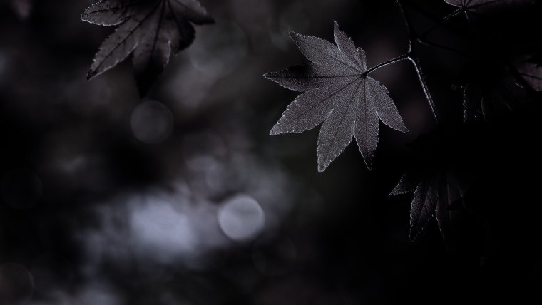 Листья на черном фоне