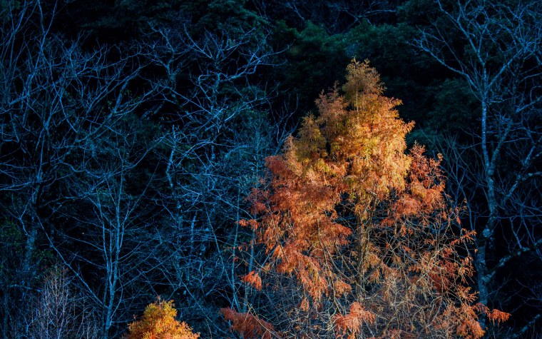 Ночной осенний лес