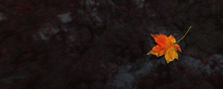 Осенние листья темные