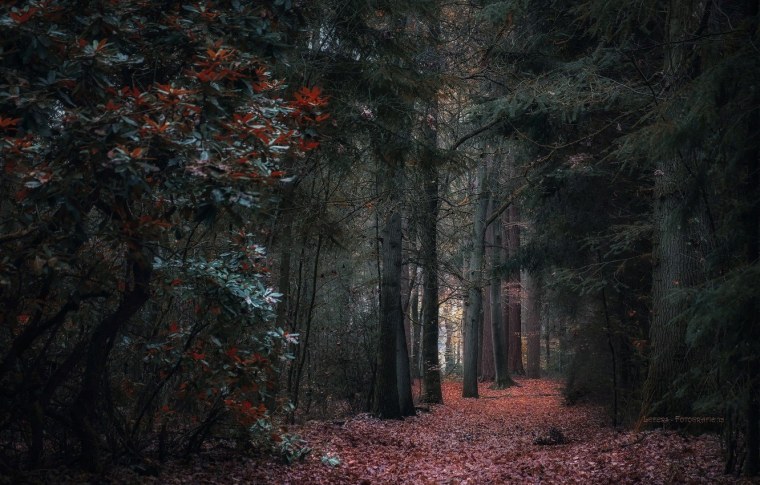 Мрачный пейзаж