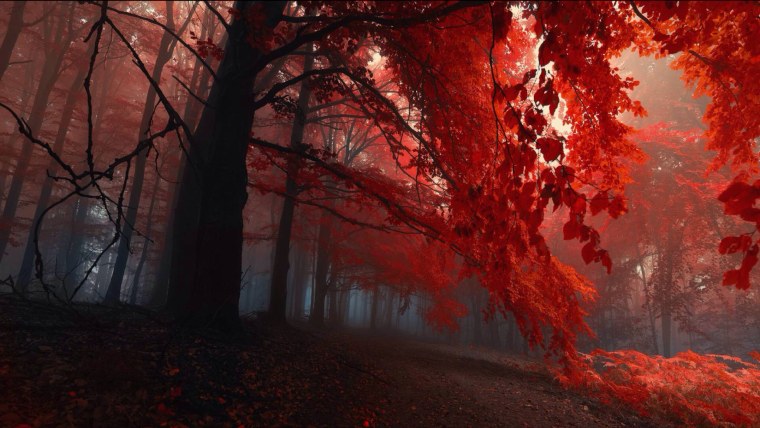 Красный лес