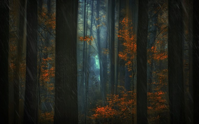 Темный осенний лес