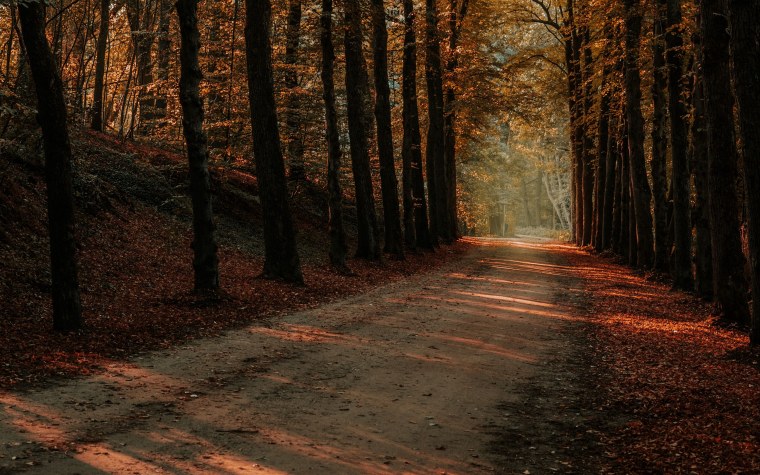 Обои на рабочий стол осень лес