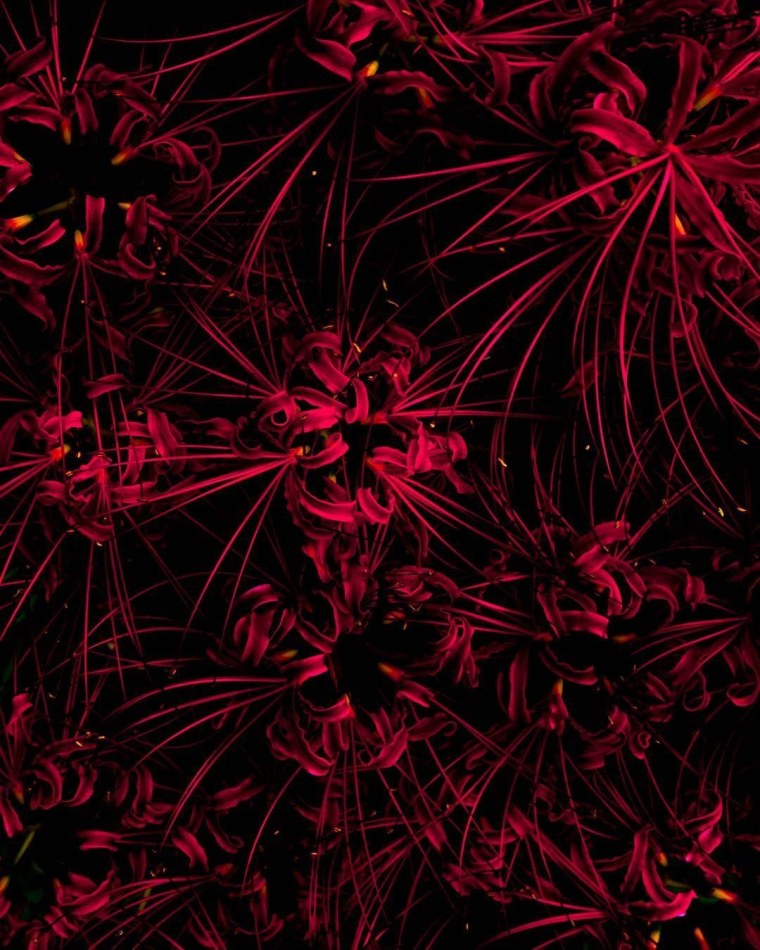 Цветок смерти Хиганбана