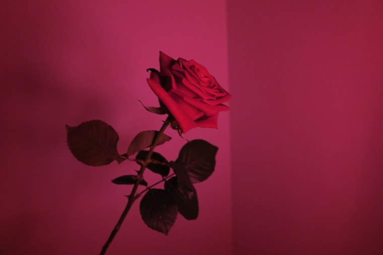 Эстетика розового и бордового